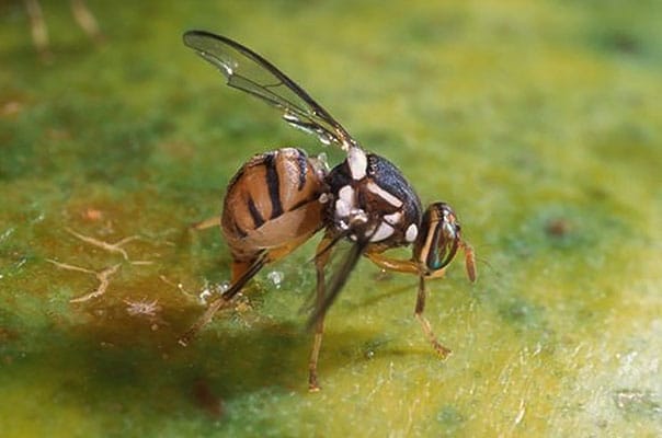 Bactrocera carambolae - Mosca-da-carambola