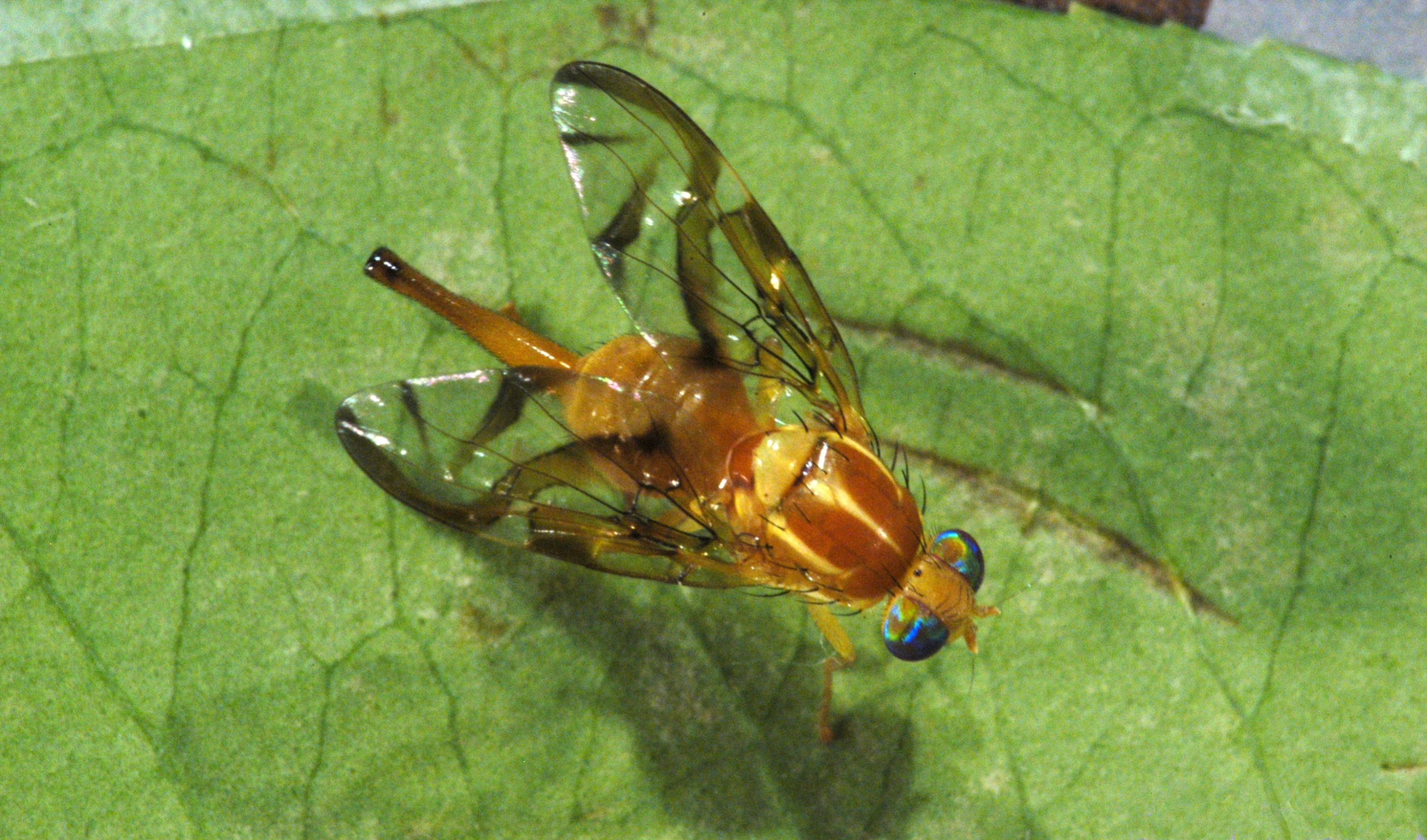 Anastrepha spp. - Mosca-das-frutas sul-americana