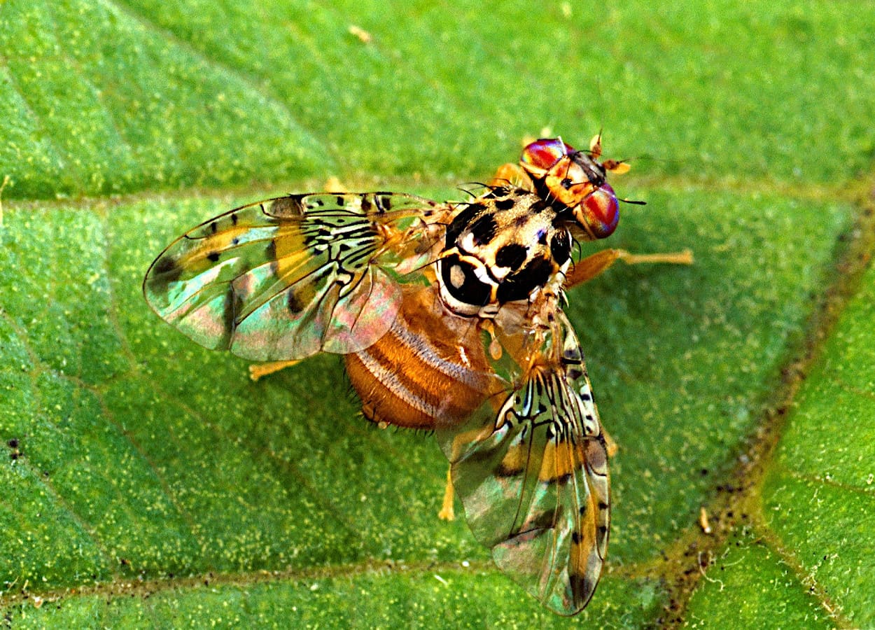 Ceratitis capitata - Mosca do Mediterrâneo